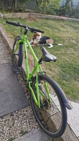 FROG 73 bike
