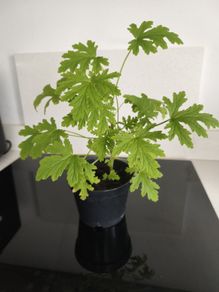 Geranium 2 years old.
