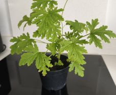 Geranium 2 years old.