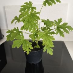 Geranium 2 years old.
