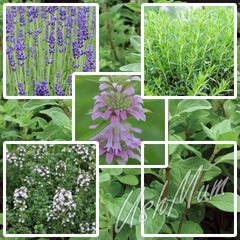 Selection of Herbs seeds for Sale