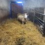 Pbr Texel Rams Image 4