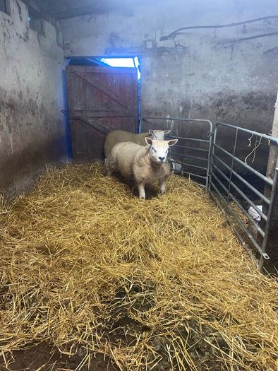 Pbr Texel Rams