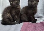 kittens