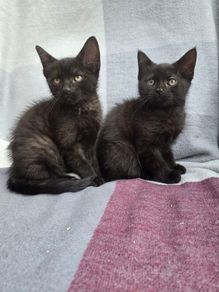 kittens