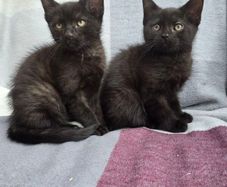 kittens