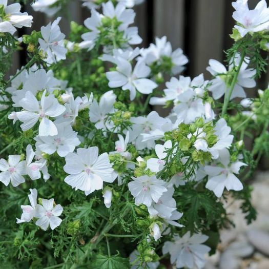 Malva Moschata Seeds