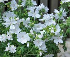 Malva Moschata Seeds