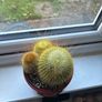 Golden Ball Cactus (Parodia) with Red Ceramic Pot Image 3
