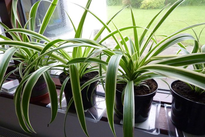 XL spider plants