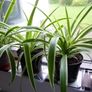 XL spider plants Image 2