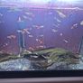guppies Image 2