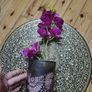 orchid flower Image 3