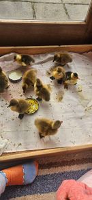 ducklings