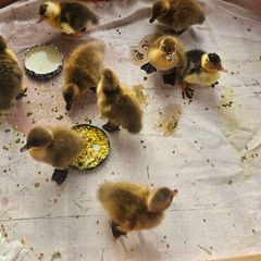 ducklings