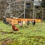 Chicken Coop with 50L auto watering and feeding Image 5