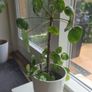 pilea Image 3