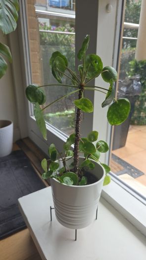 pilea