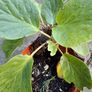 Bergenia Image 3