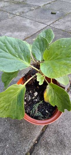 Bergenia