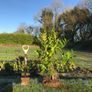 Hedging Laurel & Griselenia Image 9
