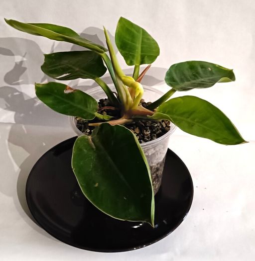 Philodendron - Moonlight