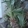 Chamaerops Excelsa - Trachycarpus fortunei wagnerianus Image 4