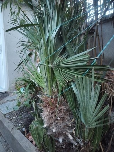 Chamaerops Excelsa - Trachycarpus fortunei wagnerianus