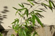 Black Bamboo