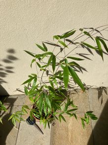 Black Bamboo