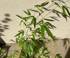 Black Bamboo