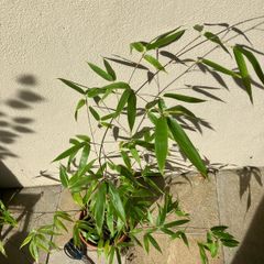 Black Bamboo