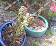 Blooming now Mature Succulent Arrangements in Glazed CeramicPot