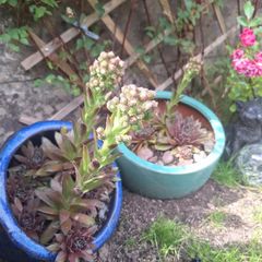 Blooming now Mature Succulent Arrangements in Glazed CeramicPot