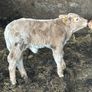 Charolais bull Image 4