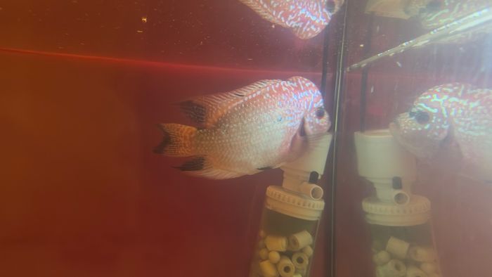 fish tank & fish