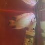 fish tank & fish Image 7