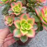 plant Image 6