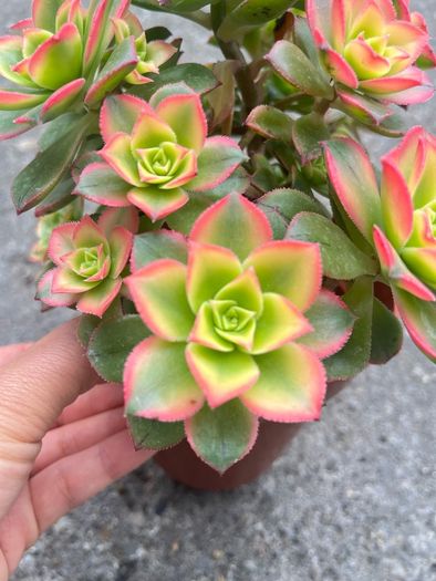 plant