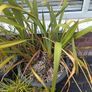 Phormium Plants For Sale Image 2