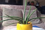 Sansevieria Cylindrica with Yellow Pot