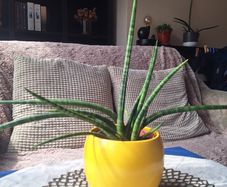 Sansevieria Cylindrica with Yellow Pot