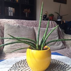 Sansevieria Cylindrica with Yellow Pot