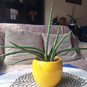 Sansevieria Cylindrica with Yellow Pot