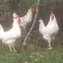 Leghorn Roosters Image 5
