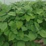 Physalis Seeds Image 6