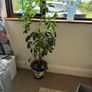 two indoor plants Image 2
