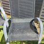 Free garden chairs Image 9