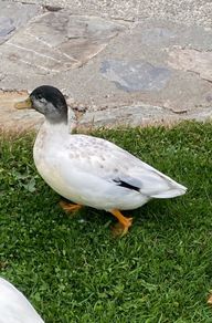 call ducks