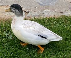 call ducks